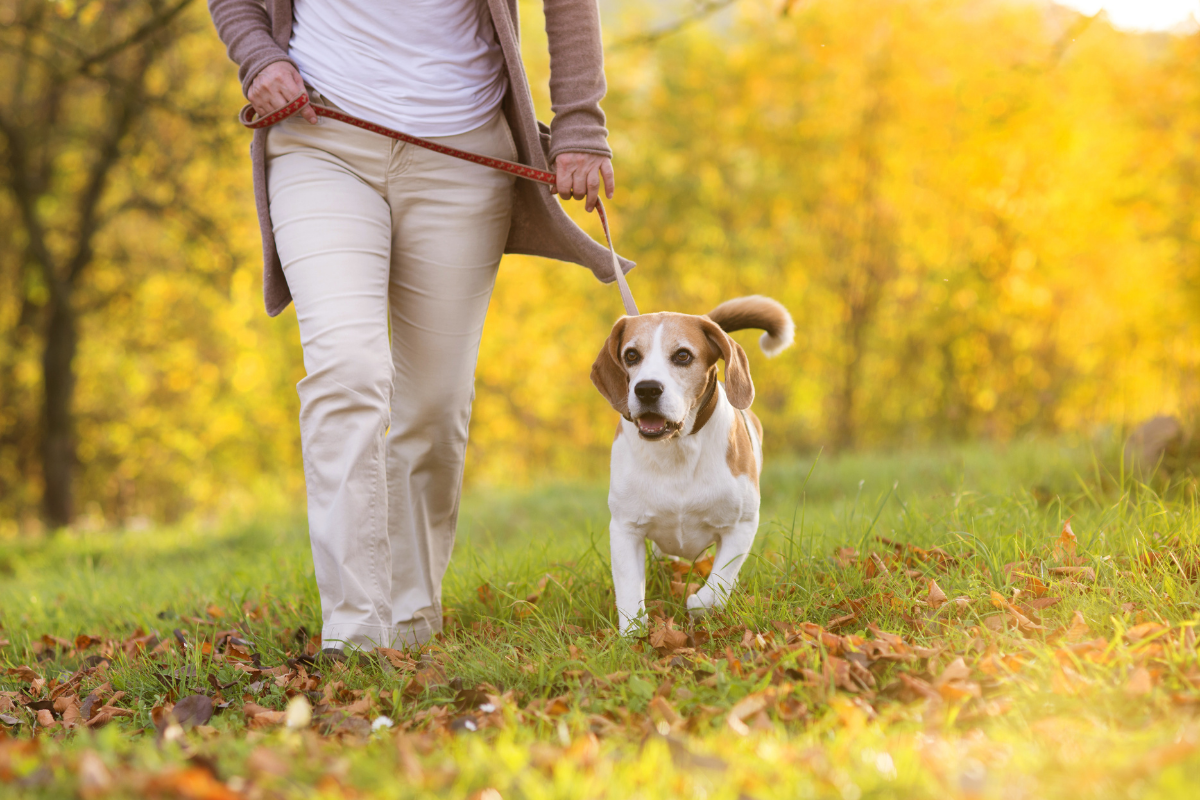 Dog friendly walking routes Ipswich , Suffolk.